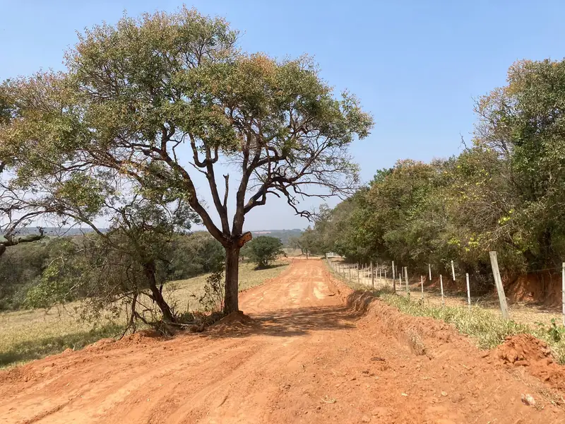 Estrada de terra com árvore grande na Estância Eldorado