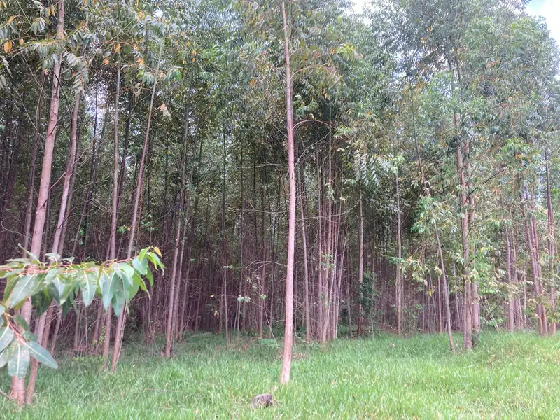 Eucaliptos jovens com sub-bosque verde no sítio