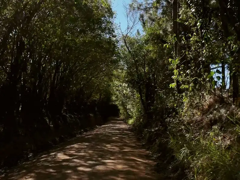 Estrada de terra entre árvores no acesso aos lotes da Demétria